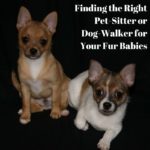 Finding the Right Pet-Sitter or Dog-Walker for Your Fur Babies