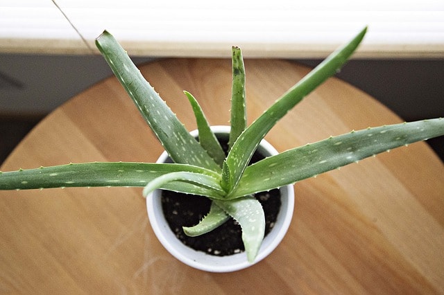 How to Make Your Own Indoor Herb Garden Aloe Vera