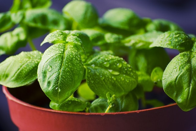 How to Make Your Own Indoor Herb Garden Basil