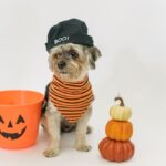 5 Halloween Safety Tips for Pets – Keep Your Furry Friends Safe and Stress-Free