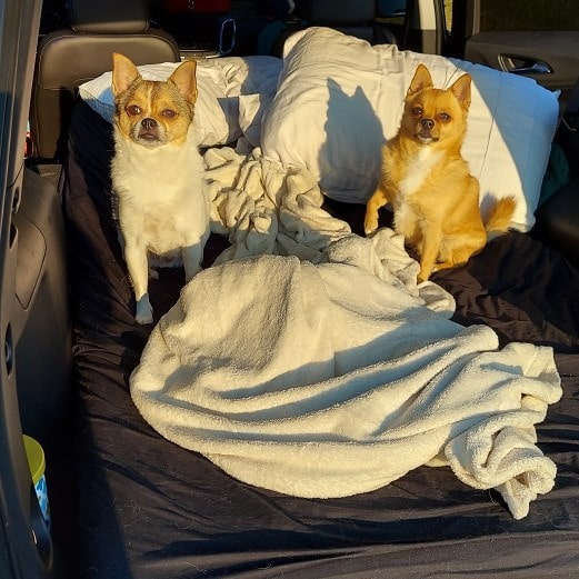 How to Go Car Camping - Two Pomeranian Chihuahuas Sitting on a Bed in a Car 